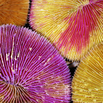 Mushroom coral in Kingman Reef.